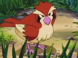 Pidgey Meme Template