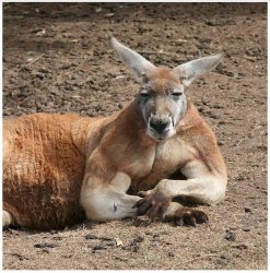 kangaroo-muscle-arms Meme Template