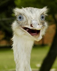 Ostrich Crazy Eyes Meme Template