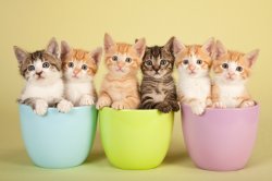 Kittens in Mugs for Coffee Meme Template