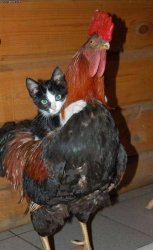Little Hairy Pussy Riding Big Black Cock Meme Template