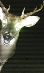 Shocked deer Meme Template