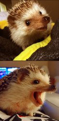 Corny Joke Hedgehog Meme Template