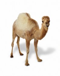 Camel Meme Template