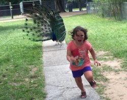 Peacock chasing kid Meme Template
