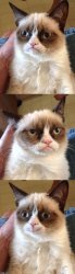 Bad Pun Grumpy Cat Meme Template