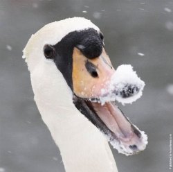 Swan Snow Meme Template