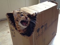 Schrödinger's cat Meme Template