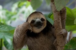Thinking Sloth Meme Template