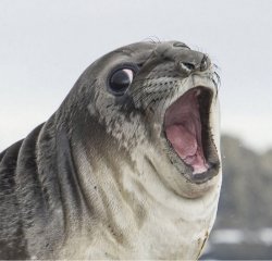 Shocked Seal Meme Template