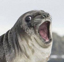 surprise butt sex seal Meme Template
