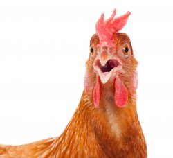 http://animalia-life.com/data_images/chicken/chicken3.jpg Meme Template