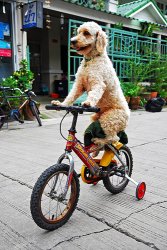 Dog Cycling Meme Template
