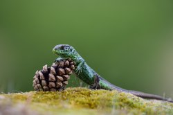 lizard Meme Template