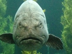 Grumpy Fish Meme Template