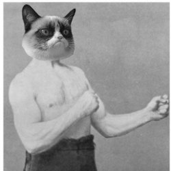 Overly Grumpy Cat Meme Template