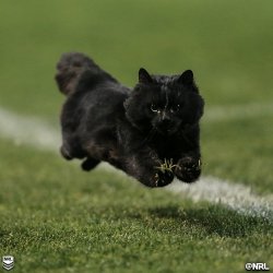 Rugby Cat Meme Template