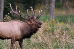 Screaming elk Meme Template