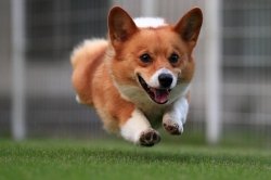 running corgi Meme Template