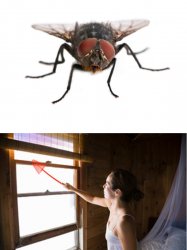 House Fly Swat Meme Template