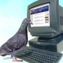 pigeon on a computer  Meme Template