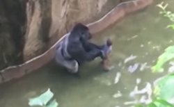 Harambe Meme Template