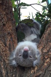 Koala thinking Meme Template