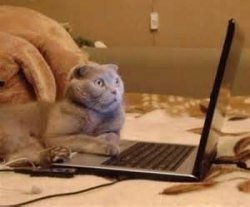 cat and laptop Meme Template