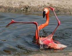 Single and ready to Flamingo Meme Template