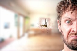 Annoying Mosquito Meme Template
