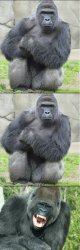 Bad joke gorilla Meme Template