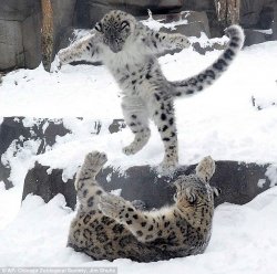 snow leopard Meme Template