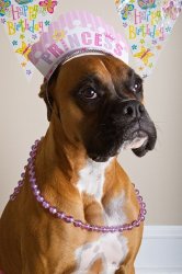 Princess Boxer Dog Meme Template