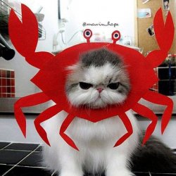 Crabby Cat Meme Template