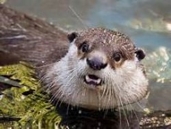 Surprised Otter Meme Template