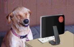 Dog laugh Meme Template