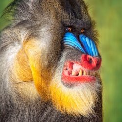Angry Mandrill Meme Template