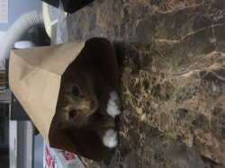 Cat in Chinese food bag Meme Template