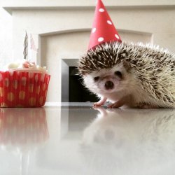 Birthday hedgehog  Meme Template