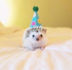 Birthday hedgehog  Meme Template