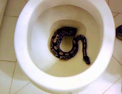 Snake in toilet. Meme Template