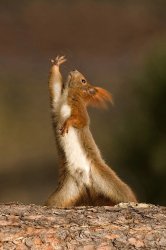 Squirrel Dance Meme Template