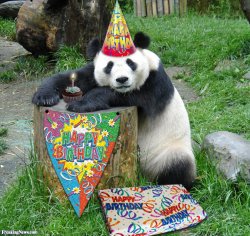 Birthday panda  Meme Template