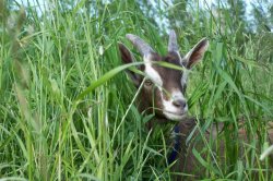 Goat in tall grass Meme Template
