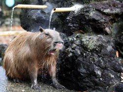 Capybara showering Meme Template