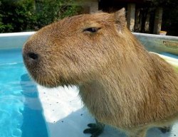 Side Eye Capybara Meme Template