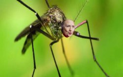 hillary mosquito Meme Template