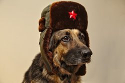 Soviet Dog Meme Template