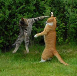 Two cats fighting Meme Template