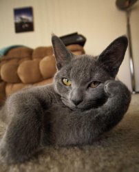 The most interesting cat in the world Meme Template